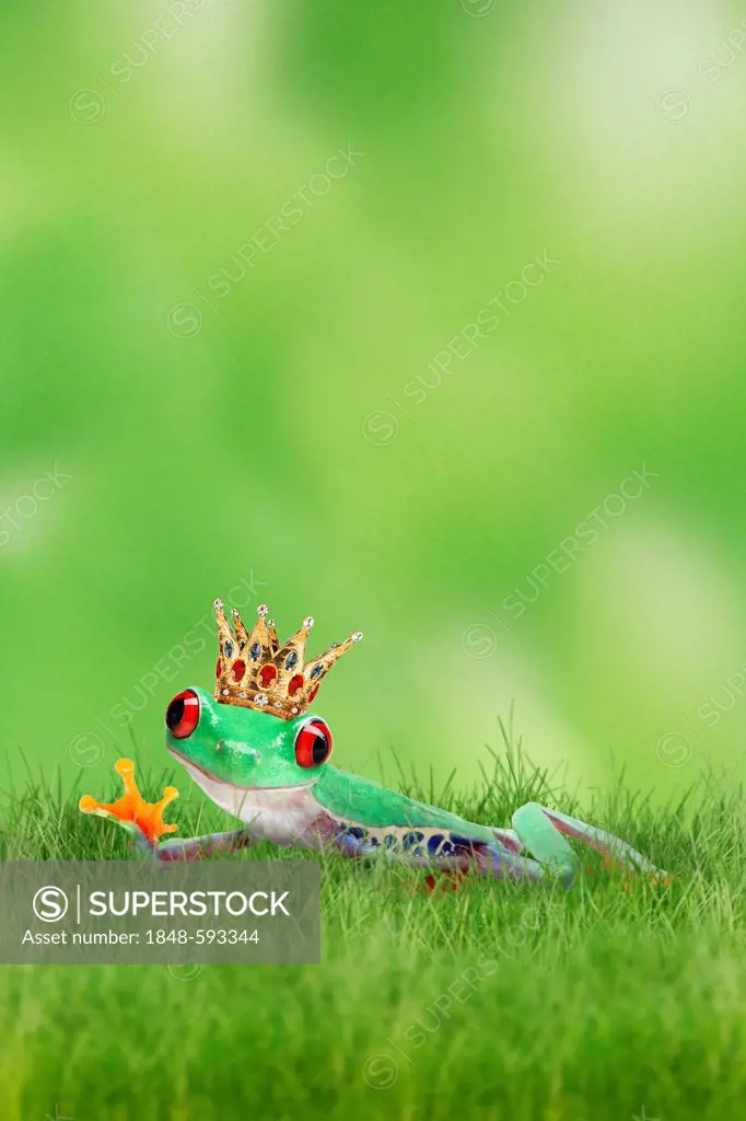 Frog wearing a golden crown on the grass