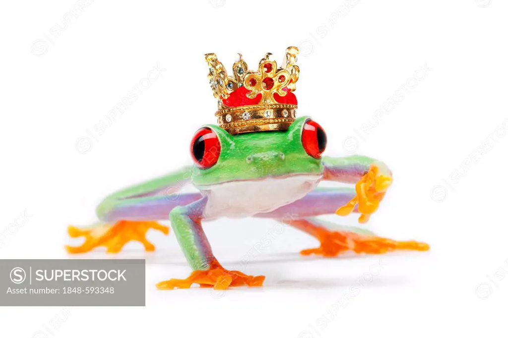 Frog wearing a crown
