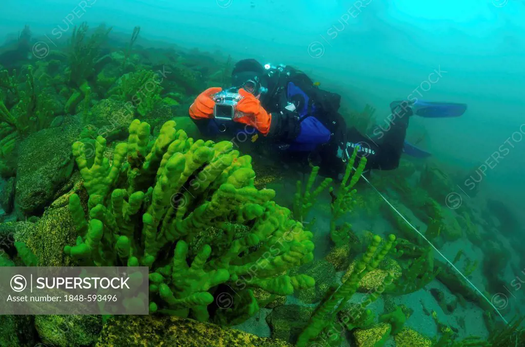 Diver and Demosponge (Lubomirskia baicalensis), Lake Baikal, Olkhon island, Siberia, Russia