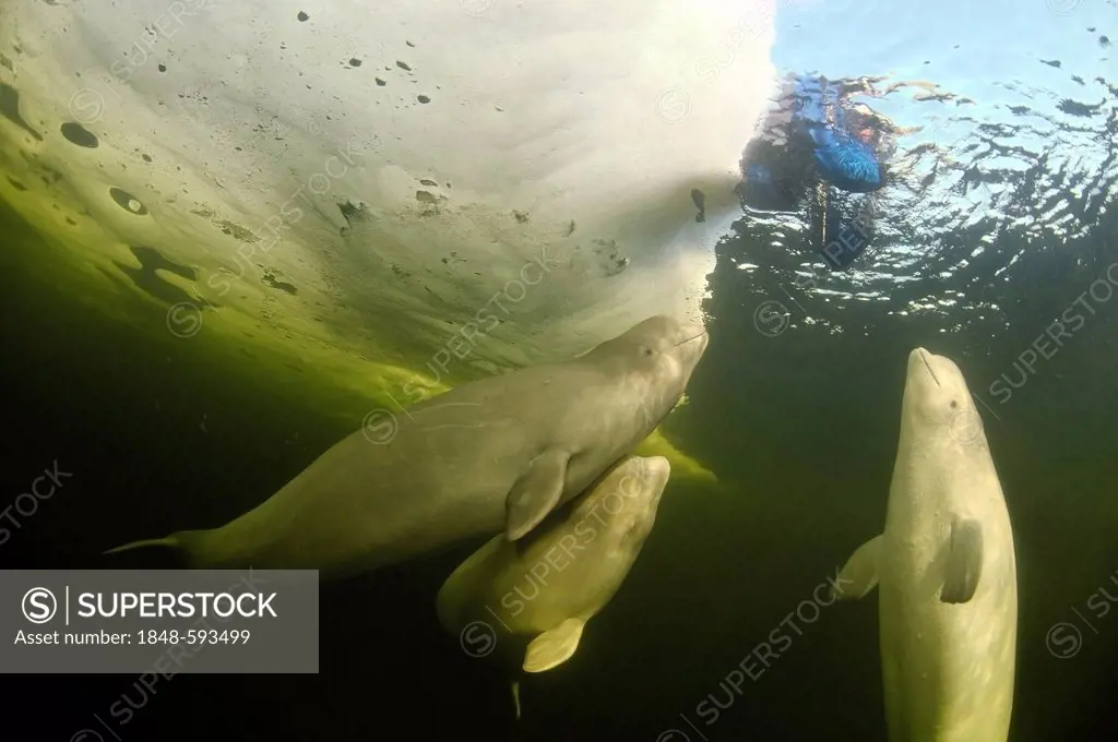 Diver and Belugas, White whales (Delphinapterus leucas), ice-diving, White Sea, north Russia, Arctic