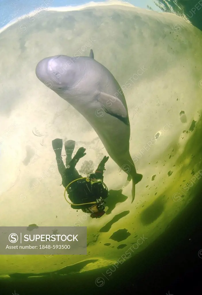 Diver and Beluga, White whale (Delphinapterus leucas), ice-diving, White Sea, north Russia, Arctic