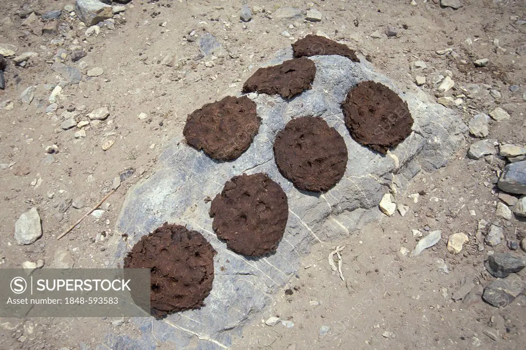 Yak dung patties lying on stones to dry, fuel, Lingshed, Zanskar, Ladakh, Jammu and Kashmir, North India, India, Indian Himalayas, Asia