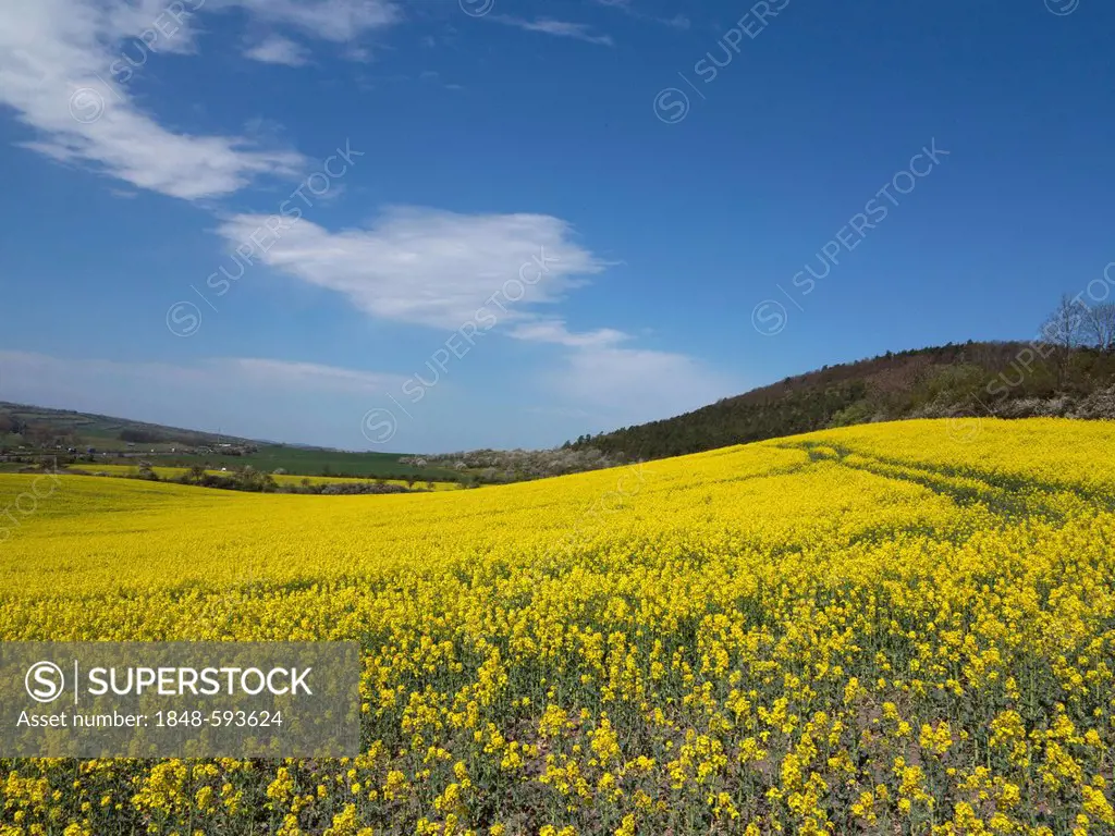 Field of canola in Muehlberg, Thuringian Basin, Thuringia, Germany, Europe