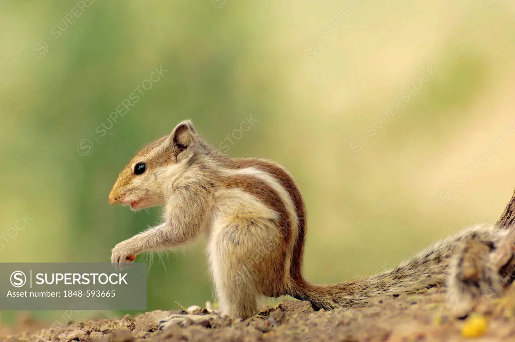 Five-striped Palm Squirrel or Northern Palm Squirrel (Funambulus pennantii), Keoladeo Ghana National Park, Rajasthan, India, Asia