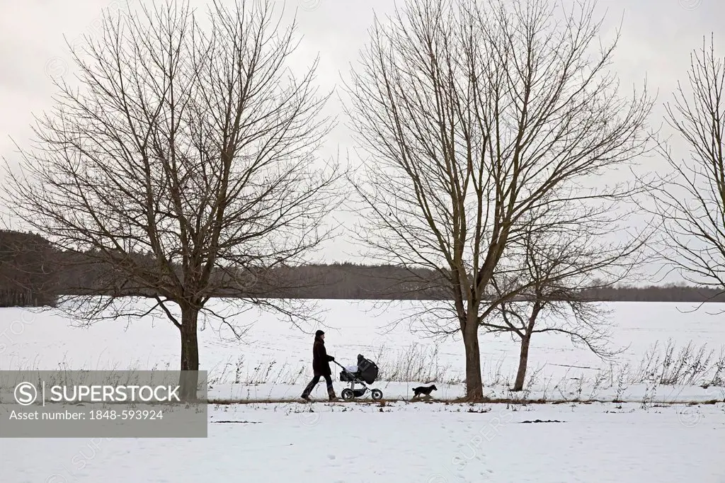 Woman walking on a field road with a pram and her dog in winter, snow-covered meadows, Barnstedt, Lower Saxony, Germany, Europe