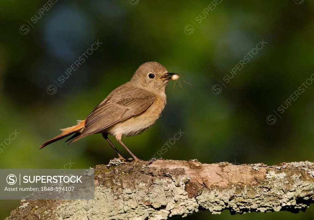 Redstart (Phoenicurus phoenicurus)