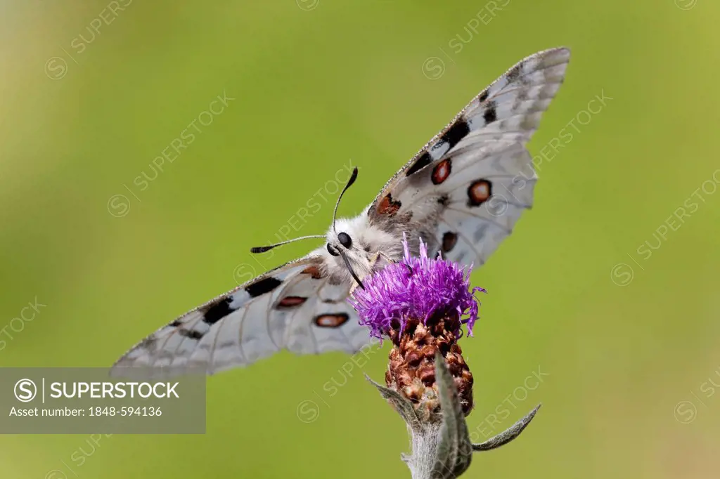 Mosel Apollo butterfly (Parnassius apollo vinningensis)