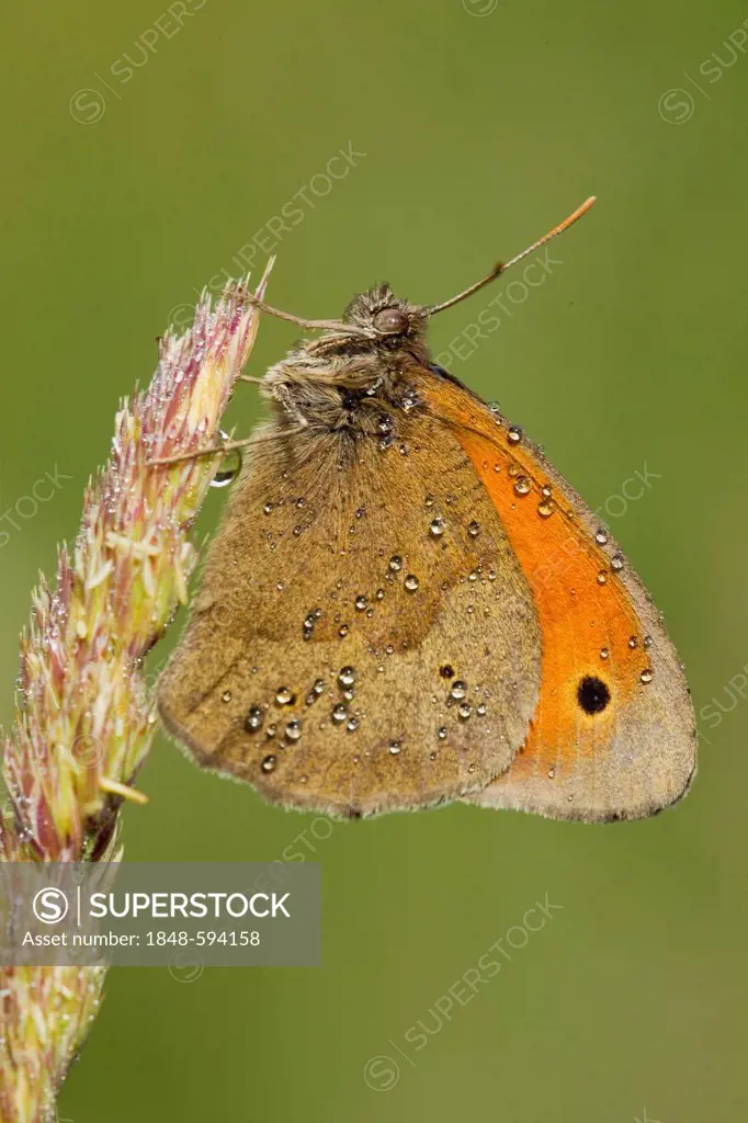 Large Heath or Common Ringlet butterfly (Coenonympha Tullia)
