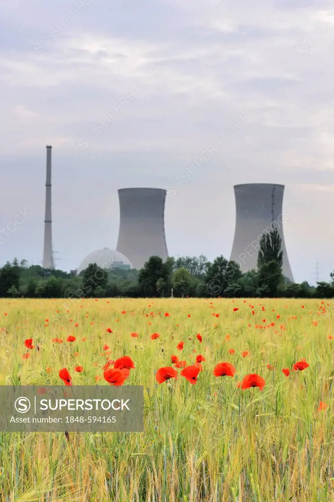 Grafenrheinfeld nuclear power plant, out of service, cornfield with poppies at front, Lower Franconia, Bavaria, Germany, Europe