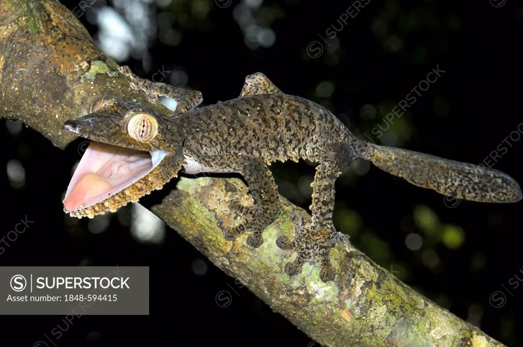 Giant leaf-tail gecko (Uroplatus fimbriatus) in defensive posture, Madagascar, Africa, Indian Ocean