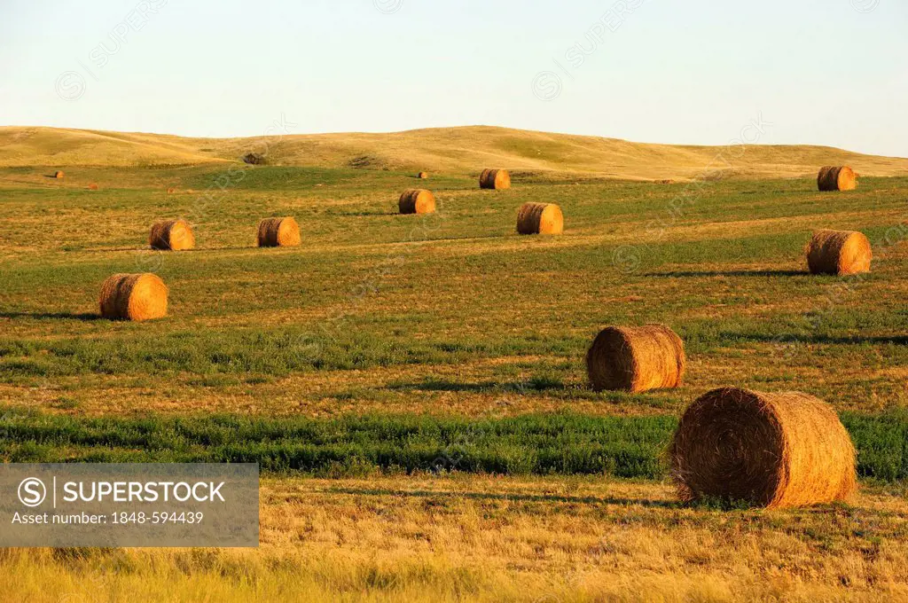 Bales of straw in the fields, Saskatchewan, Canada