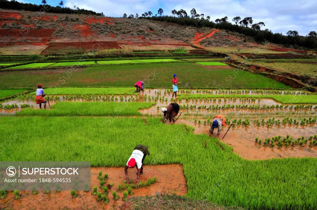 Women harvesting rice in the highlands of Madagascar, Africa, Indian Ocean