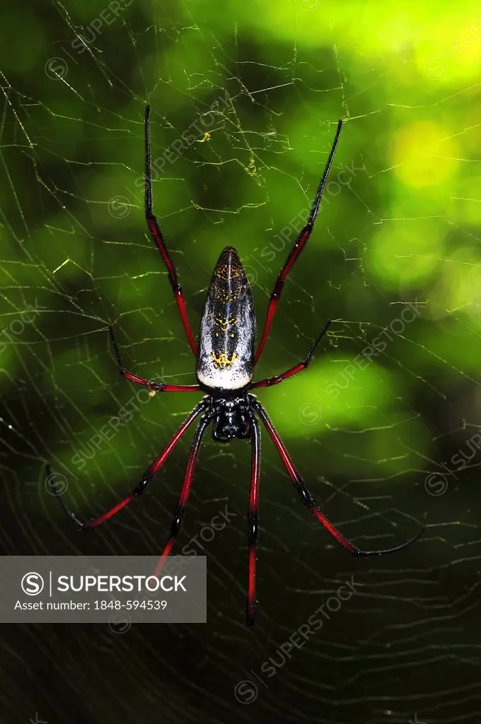 Golden-orb web spider (Nephila madagascariensis), dry forests of Ankarafantsika, Madagascar, Africa, Indian Ocean