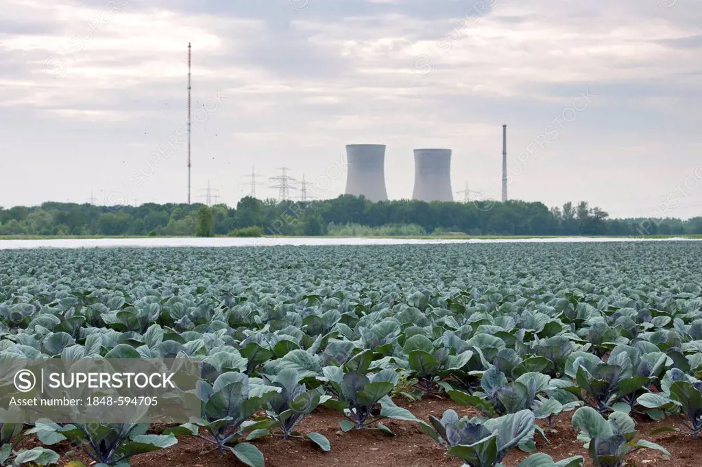 Grafenrheinfeld nuclear power plant, red cabbage patch at front, Lower Franconia, Bavaria, Germany, Europe