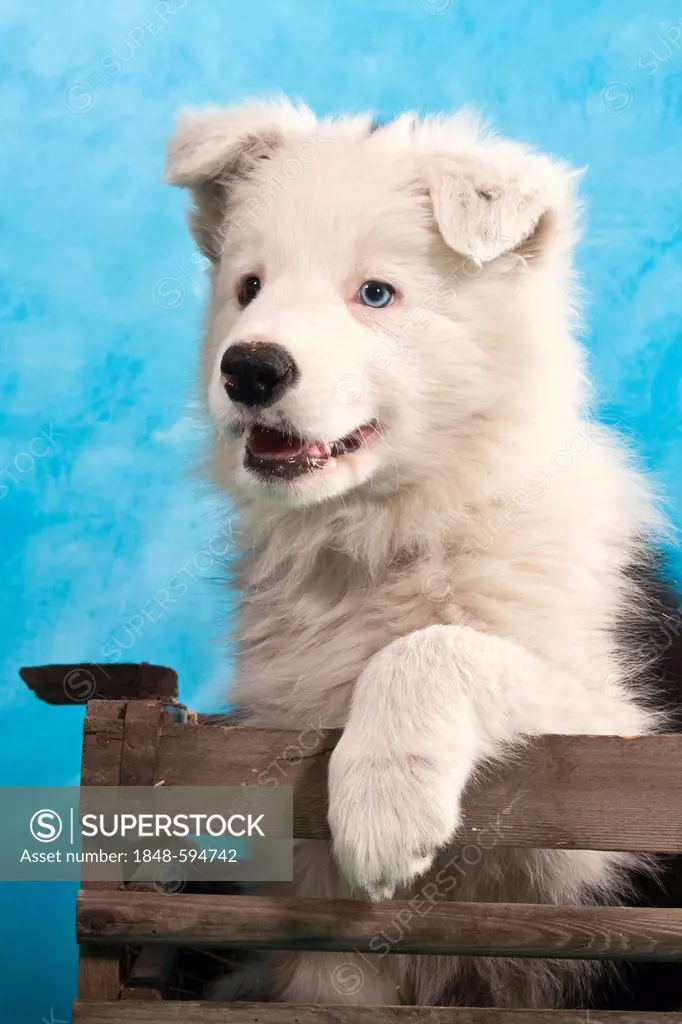 Border Collie puppy, portrait