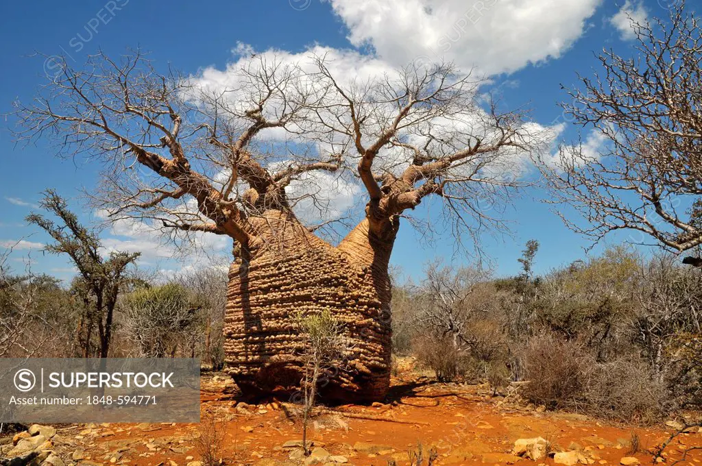 Baoba (Adansonia digitata), reputedly the oldest tree of Madagascar, Africa, Indian Ocean