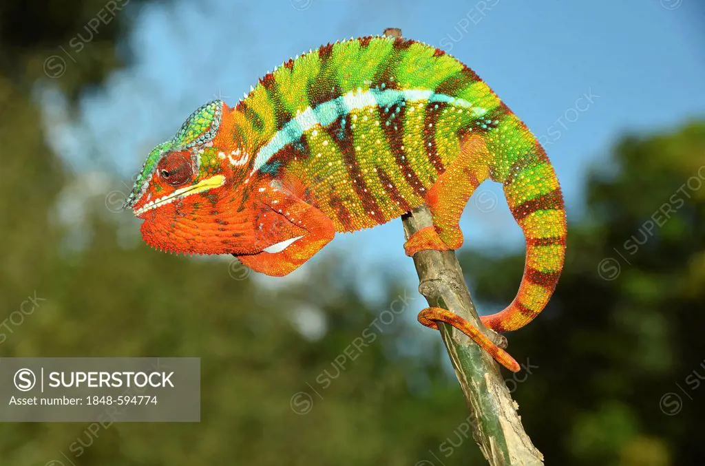 Panther chameleon (Furcifer pardalis) in the northwest of Madagascar, Africa, Indian Ocean