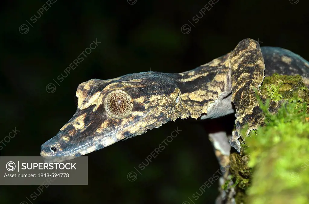 Extremely rare Leaf Tailed gecko species (Uroplatus giganteus) in the rain forests of the Montagne d'Ambre, Madagascar, Africa, Indian Ocean