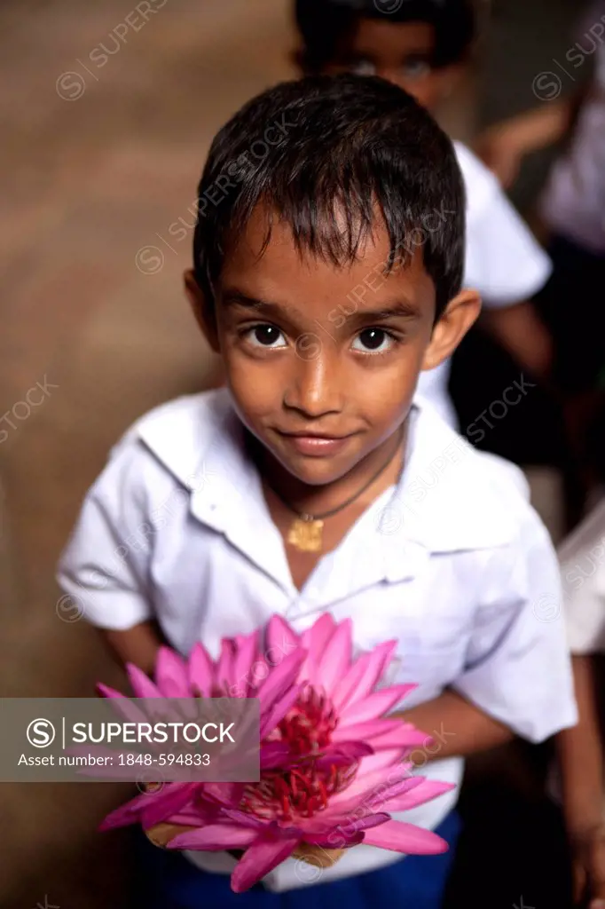 Little boy with pink water lilies in the Temple of the Tooth in Sri Dalada Maligawa, Kandy, Sri Lanka, Asia
