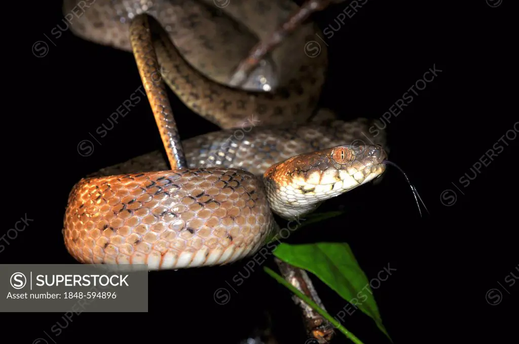 Malagasy Cat-eyed Snake (Madagascarophis colubrinus), nocturnal snake, Masoala National Park, Madagascar, Africa, Indian Ocean