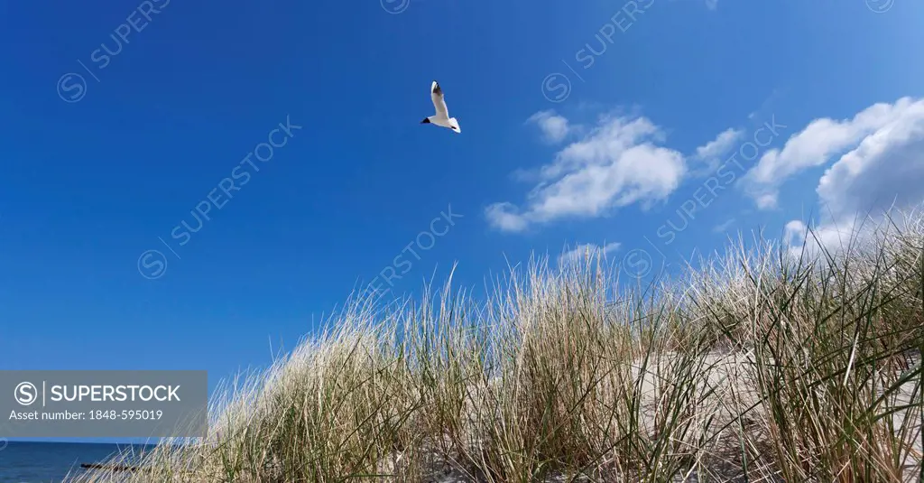 Dune by the Baltic Sea, Zingst, Mecklenburg-Western Pomerania, Germany, Europe