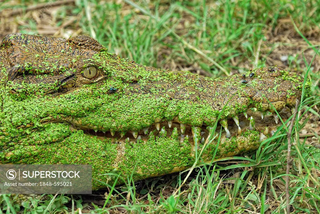 Saltwater crocodile or Estuarine crocodile (Crocodylus porosus), head covered in Duckweed (Lemna minor), Billabong Sanctuary, Townsville, Queensland, ...