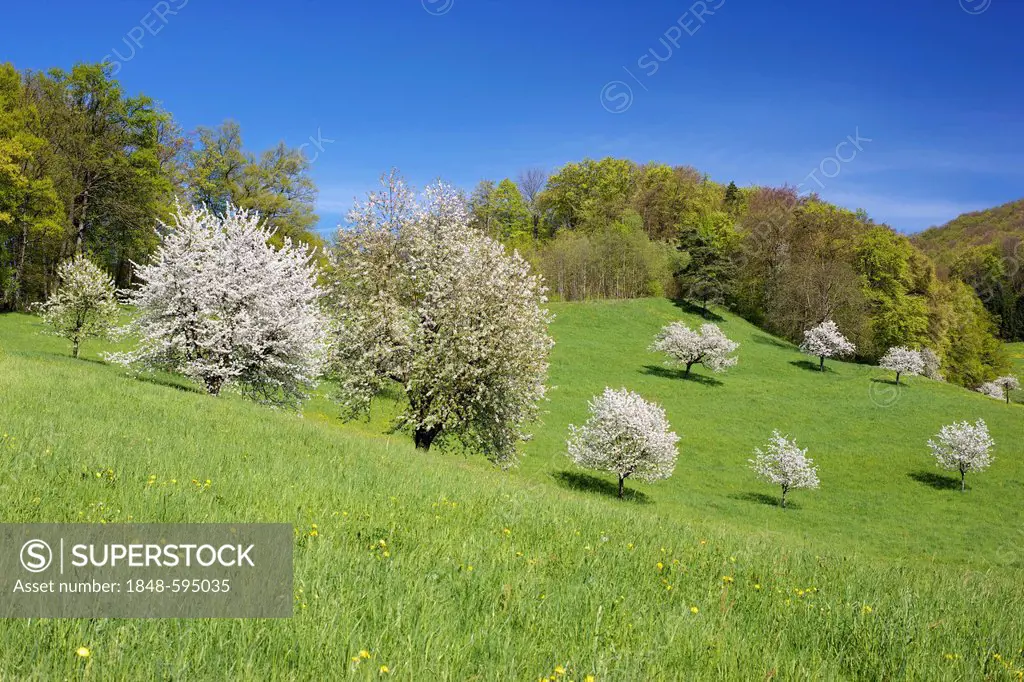 Cherry bloom, spring landscape in the Canton Basel-Landschaft, Switzerland, Europe