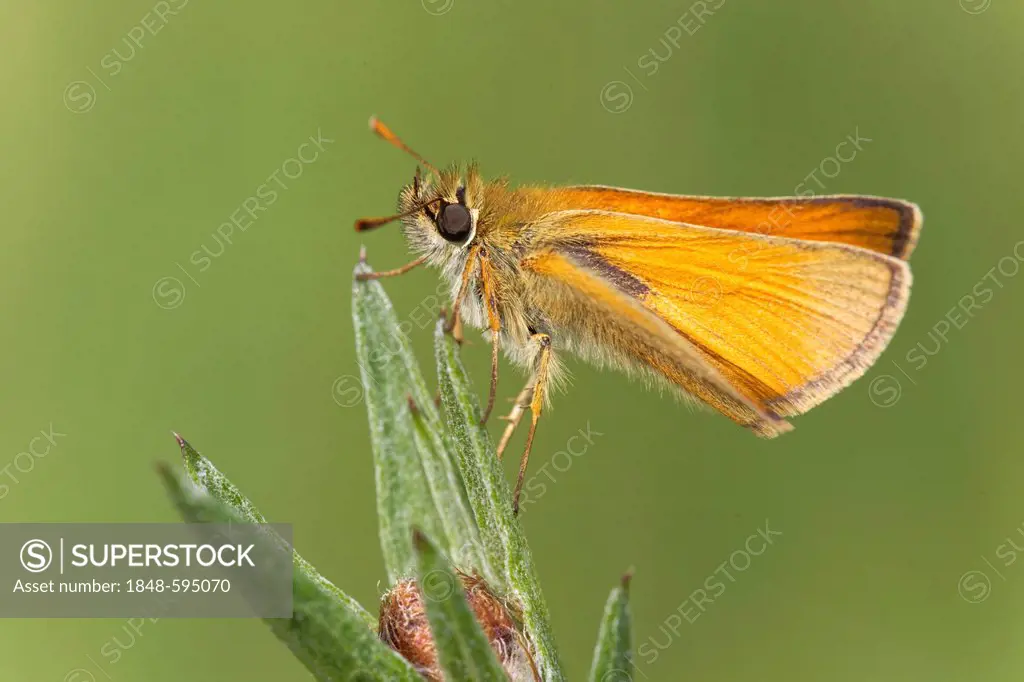 Small Skipper (Thymelicus sylvestris), Vulkaneifel district, Rhineland-Palatinate, Germany, Europe