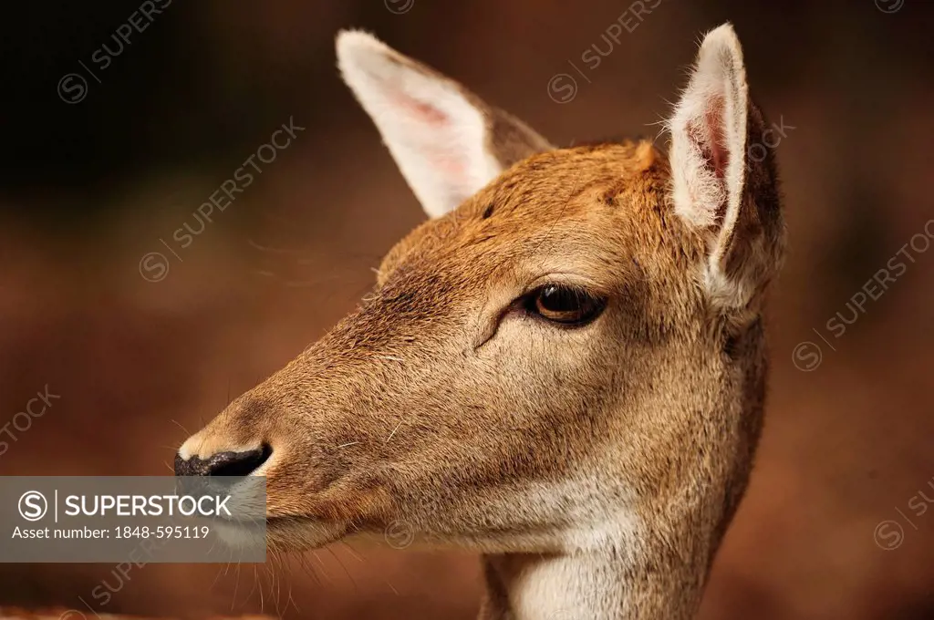 Wapiti Deer (Cervus canadensis), portrait, Parc Omega, Montebello, Quebec, Canada