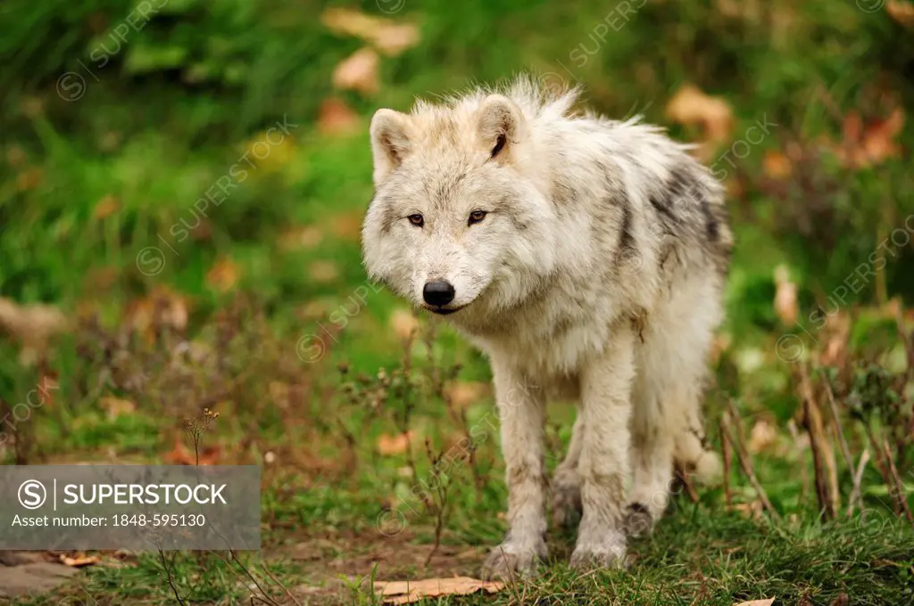 Young Polar Wolf, White Wolf or Arctic Wolf (Canis lupus arctos) standing on a meadow, Canada