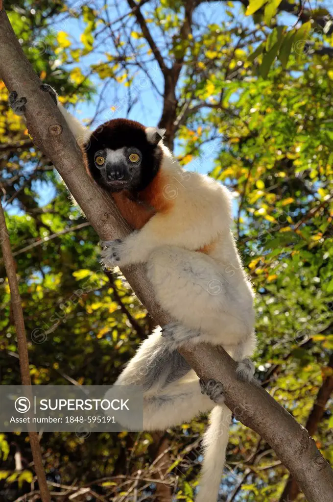 Crowned sifaka (Propithecus coronatus) in the dry forests in western Madagascar, Africa, Indian Ocean