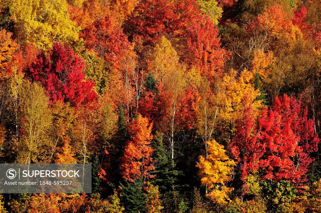 Trees in striking autumn colors, Ontario, Canada
