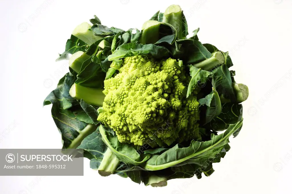 Romanesco broccoli, or Roman cauliflower (Brassica oleracea convar. botrytis var. botrytis), cauliflower variant