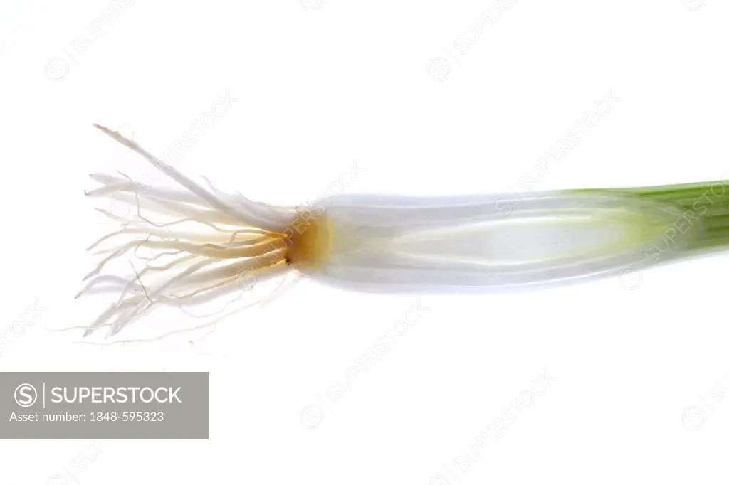 Welsh onion, green onion, spring onion, escallion, or salad onion (Allium fistulosum)