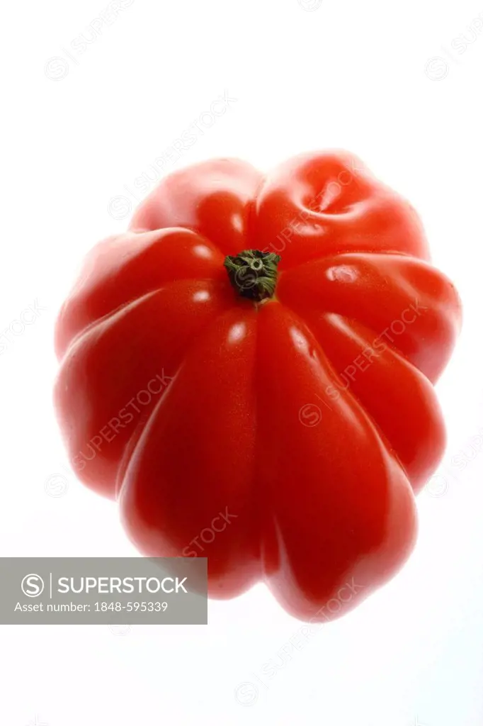 Oxheart tomato (Solanum lycopersicum)