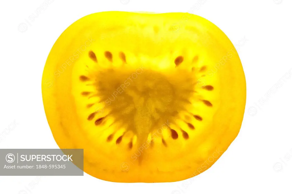 Yellow tomato (Solanum lycopersicum), cross section