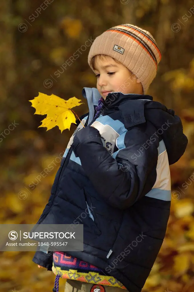 Boy, 5 years, playing with yellow maple leaves in the forest, autumn