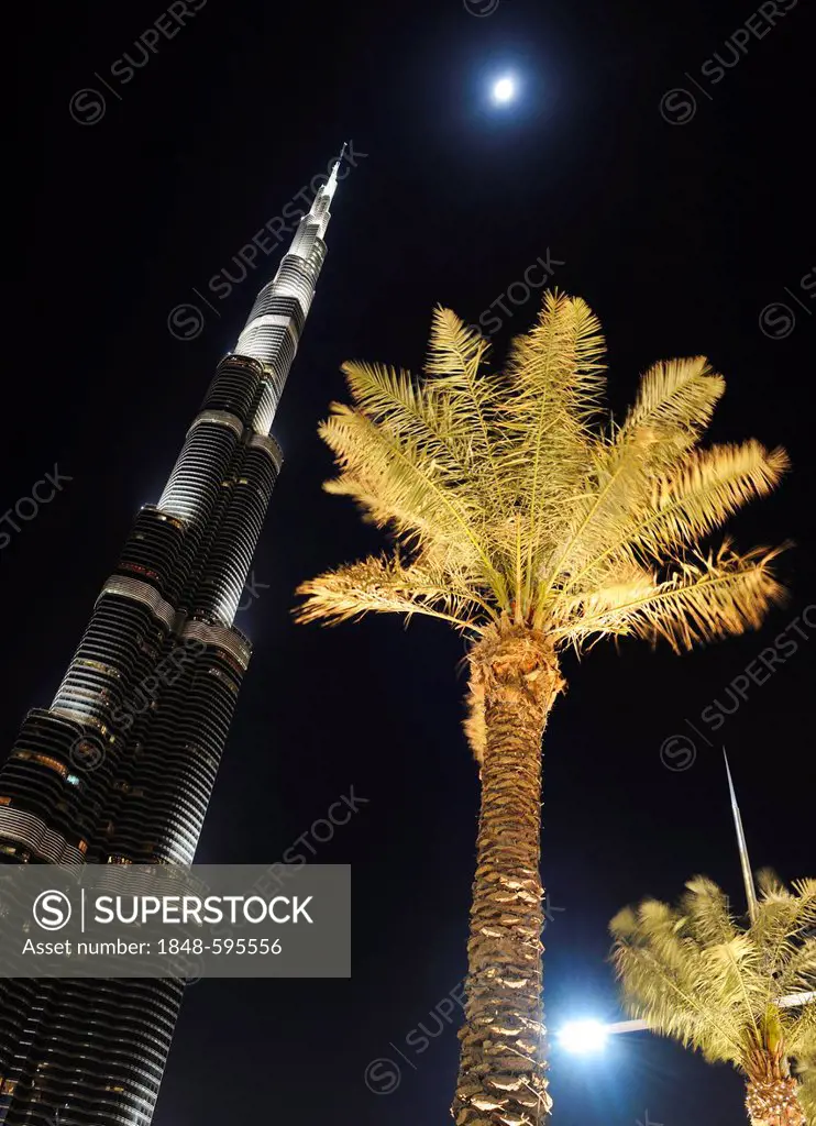 Burj Khalifa, with 828m height the tallest tower in the world, and palm trees at night, Dubai Business Bay, Downtown Dubai, United Arab Emirates, Midd...