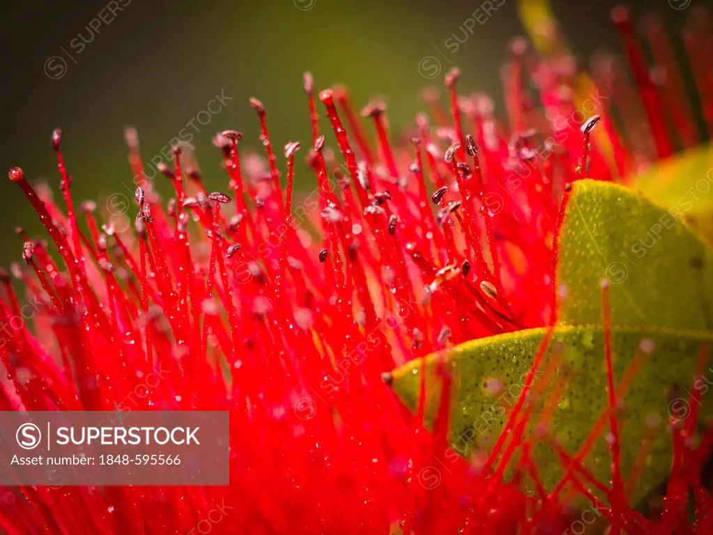 Crimson Bottlebrush (Callistemon citrinus), detail view, close-up