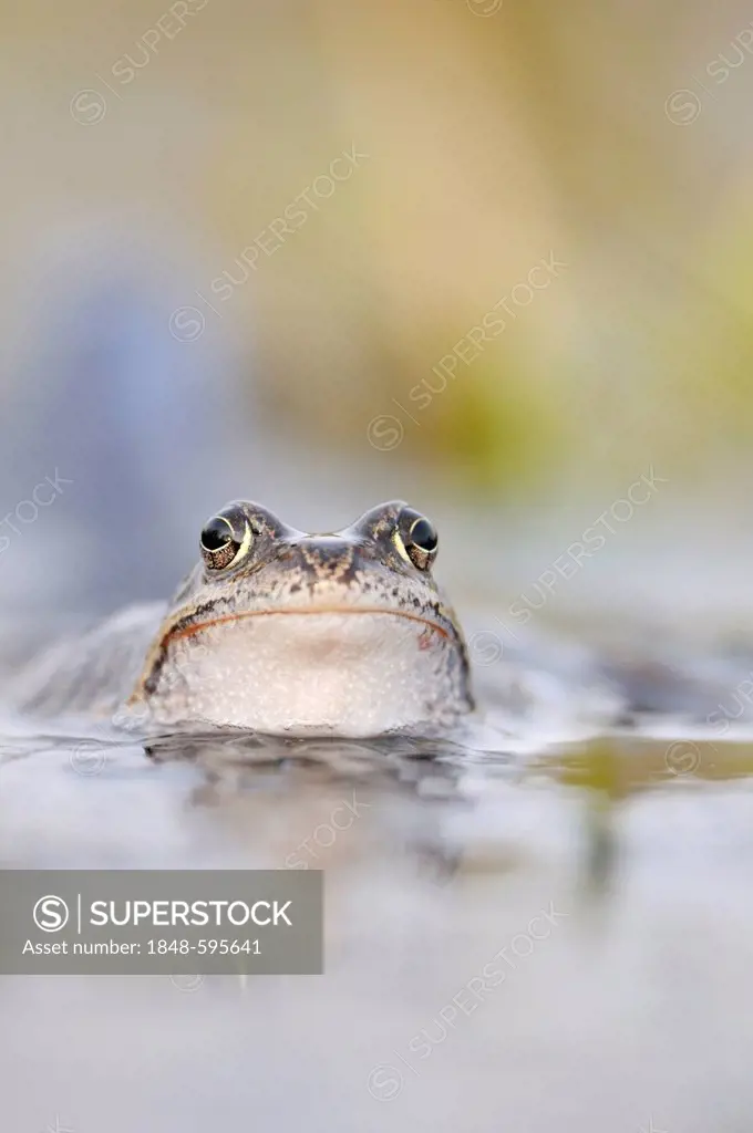 Common Frog (Rana temporaria), Middle Elbe Biosphere Reserve near Dessau, Saxony-Anhalt, Germany, Europe