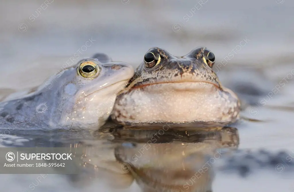 Moor Frog (Rana arvalis), left, and Common Frog (Rana temporaria), Middle Elbe Biosphere Reserve near Dessau, Saxony-Anhalt, Germany, Europe