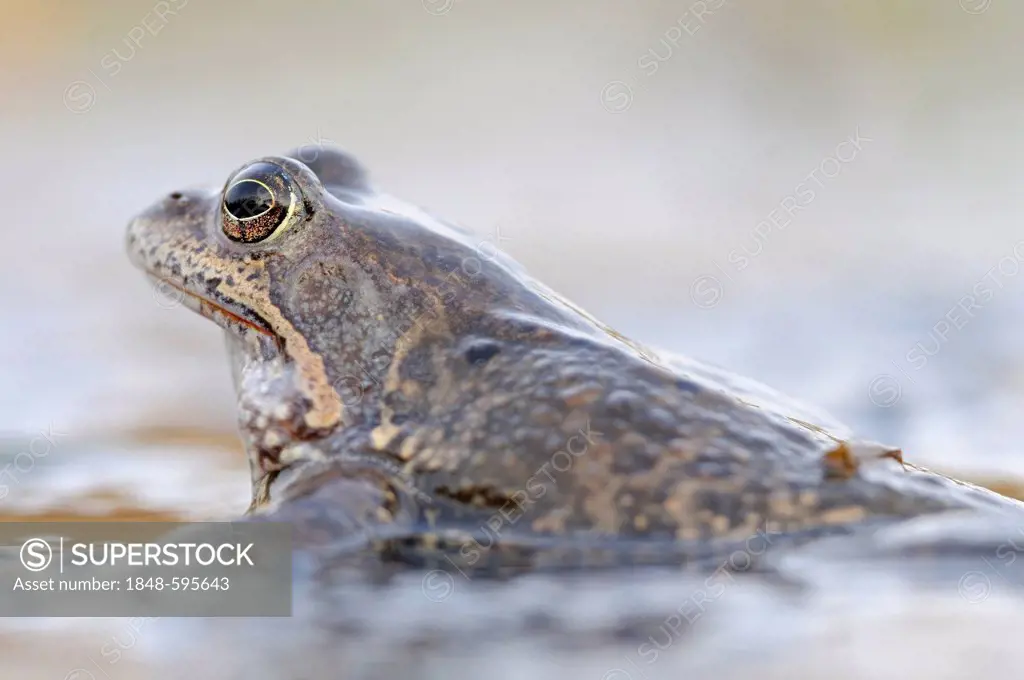 Common Frog (Rana temporaria), Middle Elbe Biosphere Reserve near Dessau, Saxony-Anhalt, Germany, Europe