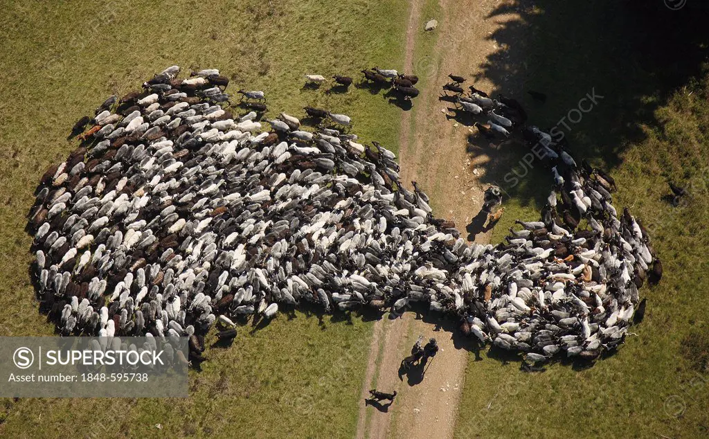 Aerial view, sheep, shepherds and sheepdogs, Sauerland, North Rhine-Westphalia, Germany, Europe
