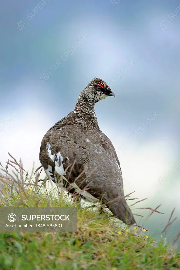 Ptarmigan or Rock Ptarmigan (Lagopus muta), male, summer plumage, perched on rock, Niederhorn, Bernese Oberland, Switzerland, Europe