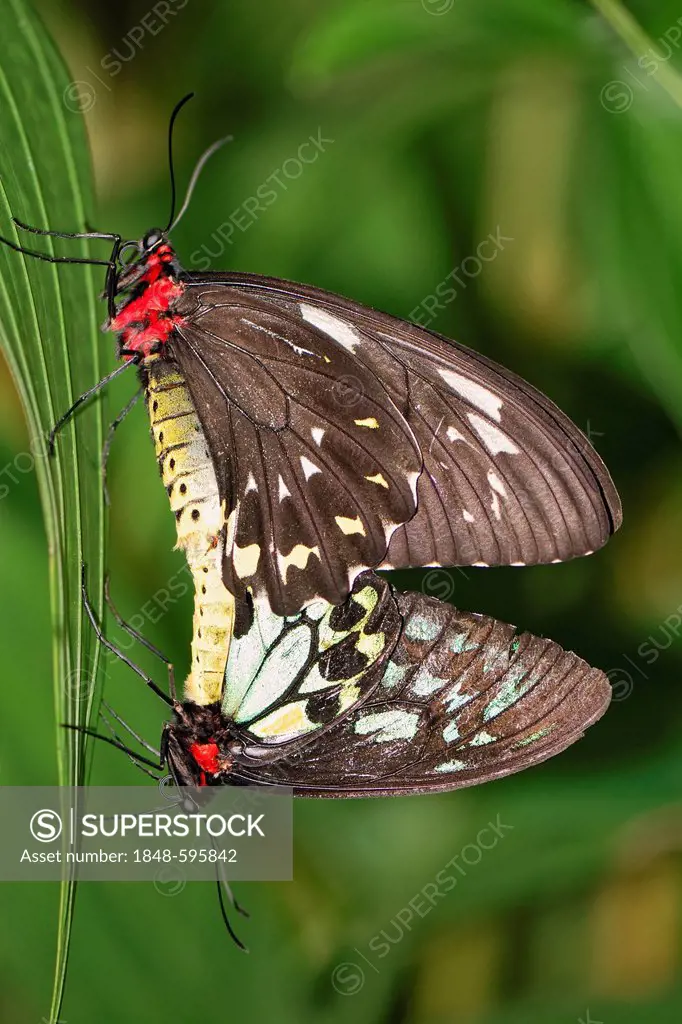 Cairns Birdwings (Ornithoptera priamus euphorion), mating, female on top, male below, Australian Butterfly Sanctuary, Kuranda, Queensland, Australia