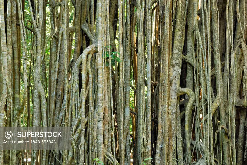 White fig (Ficus virens), aerial roots, Curtain Fig National Park, Atherton Tablelands, Queensland, Australia