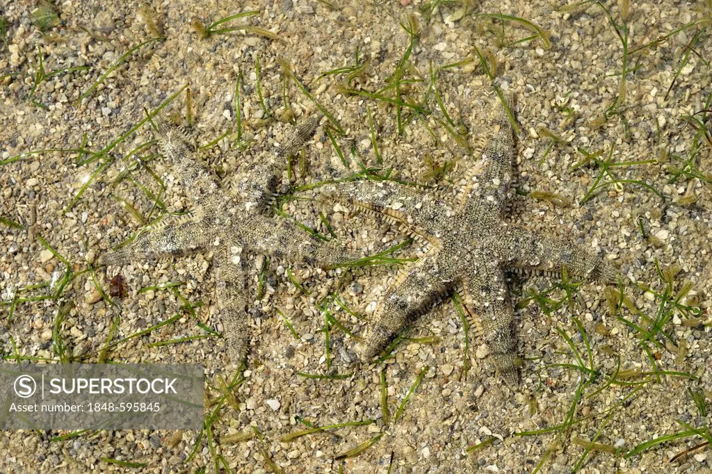 Starfish (Asteroidea), two, well camouflaged in the shallow water, Low Isles, Great Barrier Reef, Port Douglas, Queensland, Australia