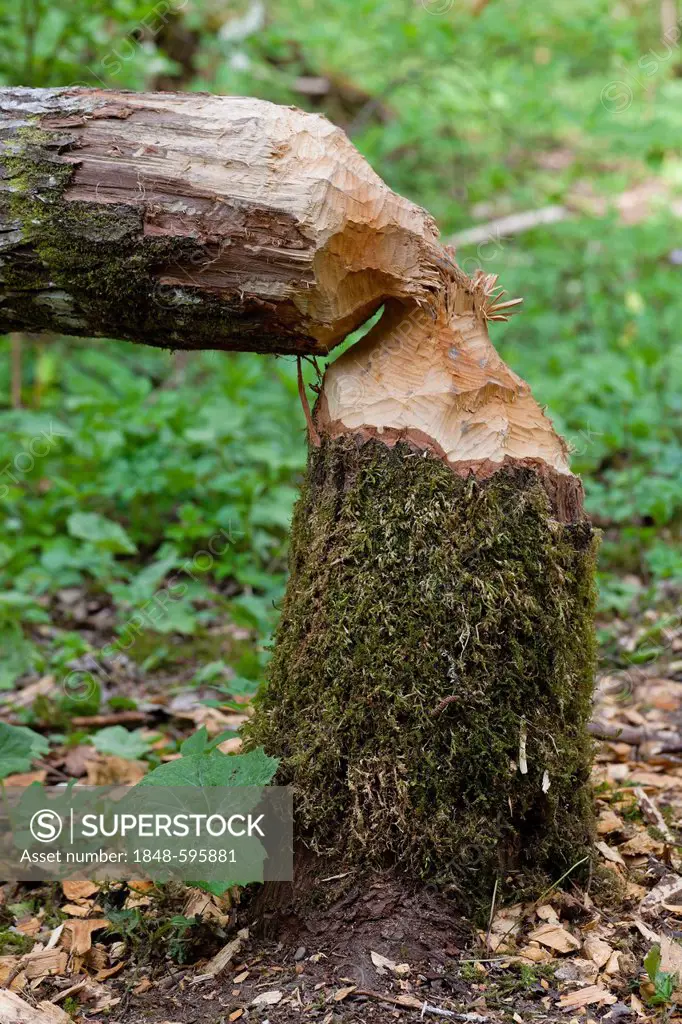 Tree trunk gnawed and felled by a beaver, Wutachschlucht valley, Baden-Wuerttemberg, Germany, Europe