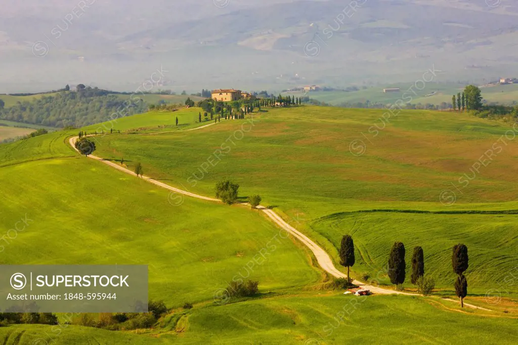 Cypresses (Cupressus) and fields at Terrapille, Pienza, Val d'Orcia, Tuscany, Italy, Europe