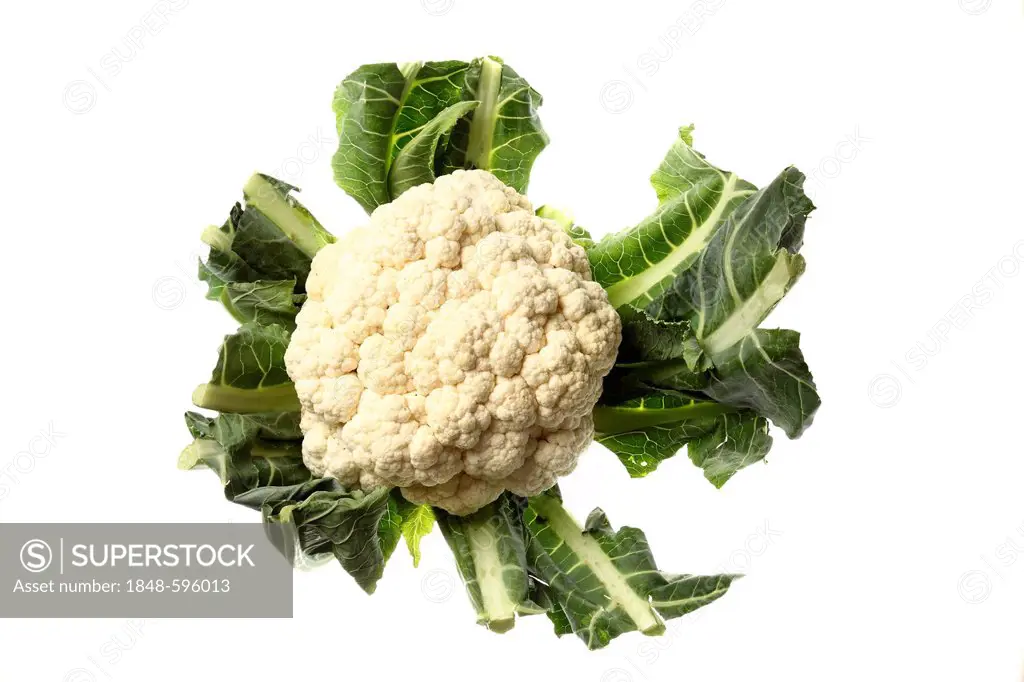 Cauliflower (Brassica oleracea var botrytis)